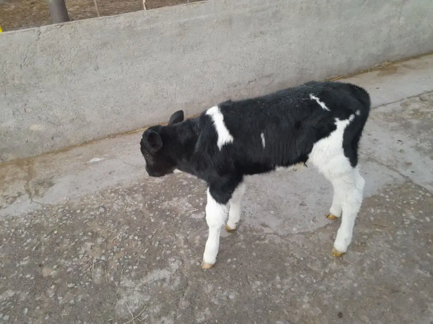 گوساله|حیوانات مزرعه|بیرجند, |دیوار