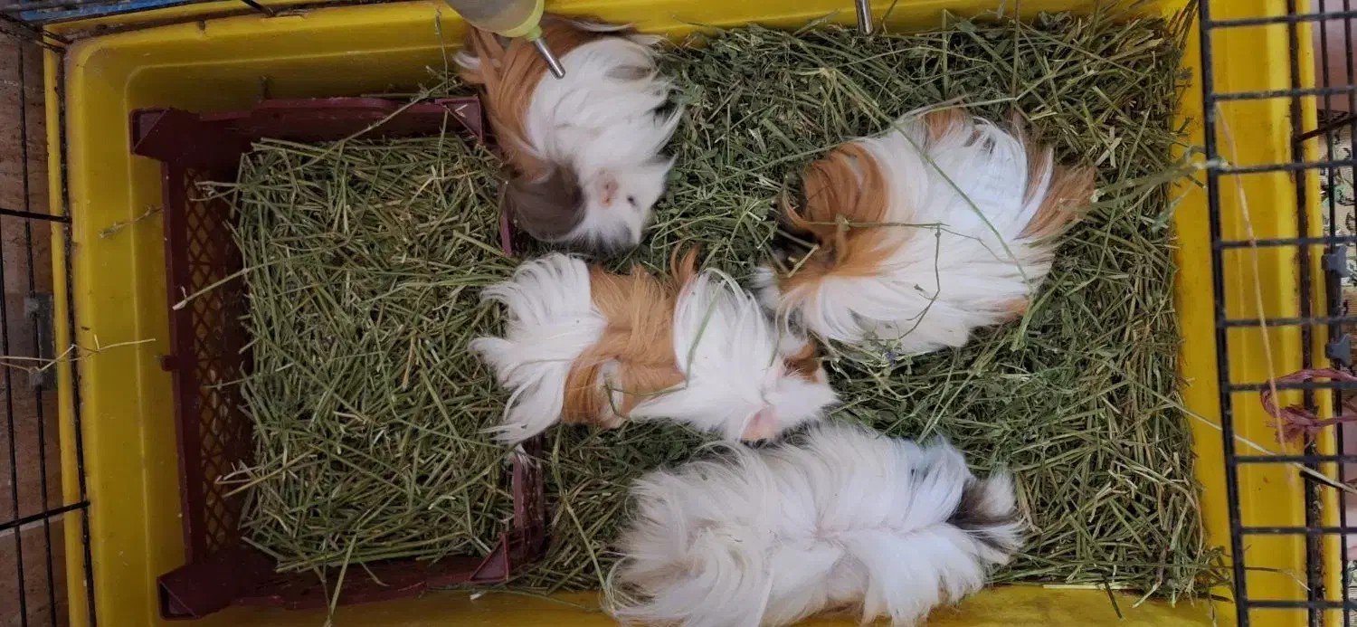 ۹ عدد خوکچه هندی مو بلند با لوازم و یونجه|موش و خرگوش|وحیدیه, |دیوار