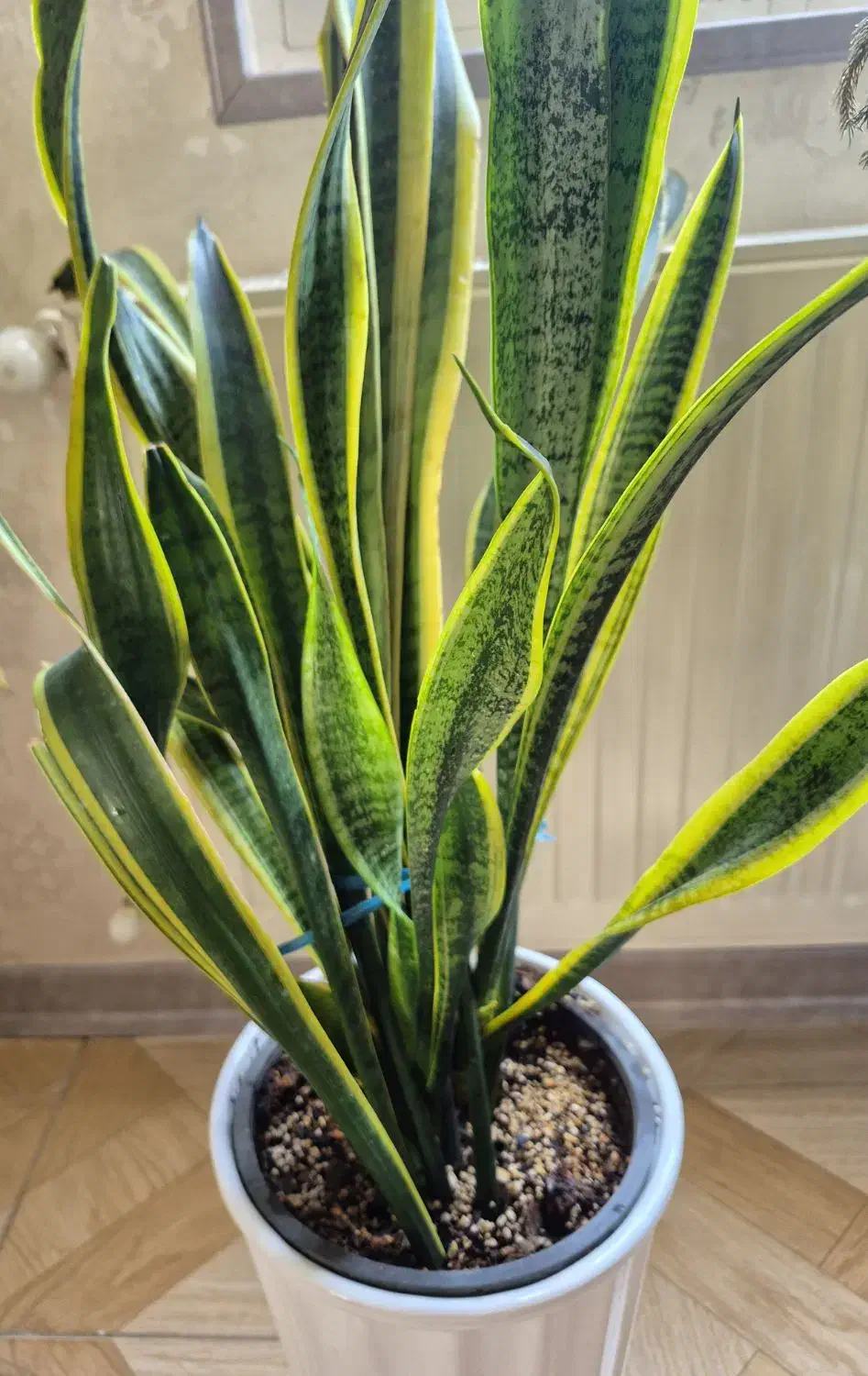 گل های طبیعی سالم با گلدان|گل و گیاه طبیعی|محمدشهر, همایون ویلا|دیوار