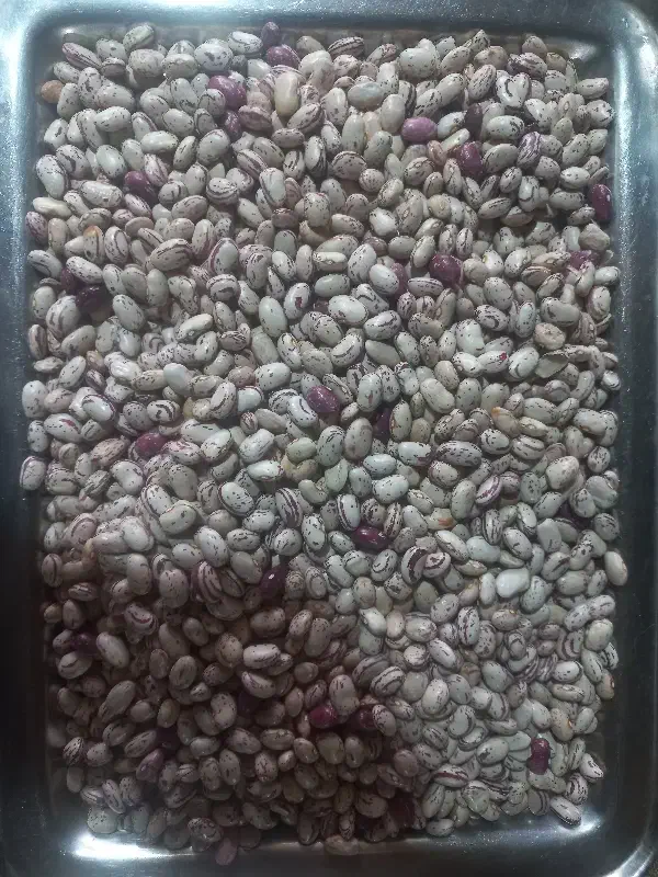 لوبیا چیتی|خوردنی و آشامیدنی|محمدیه-قزوین, |دیوار