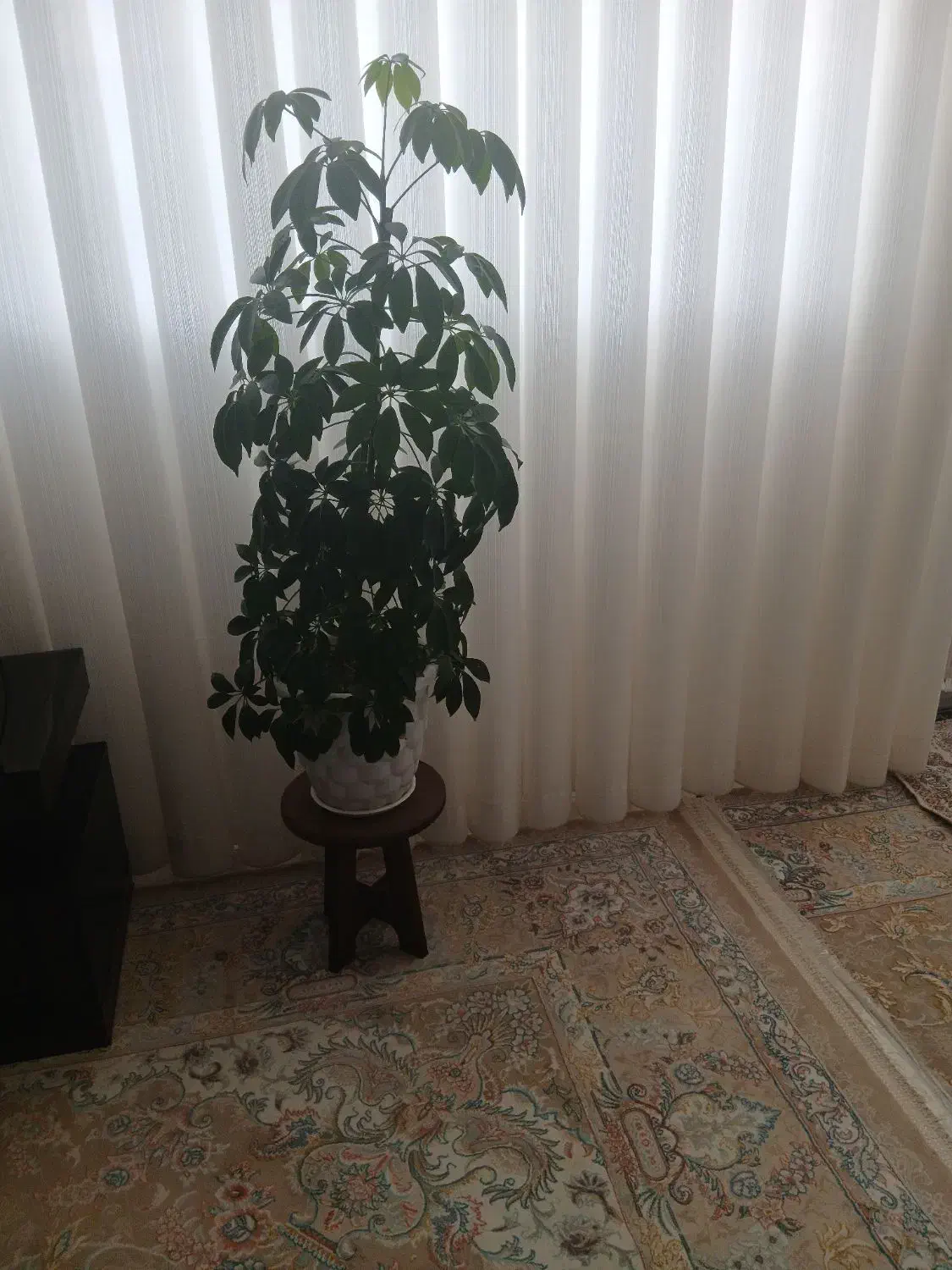 درختچه طبیعی وبسیارزیبا|گل و گیاه طبیعی|کوهدشت, |دیوار