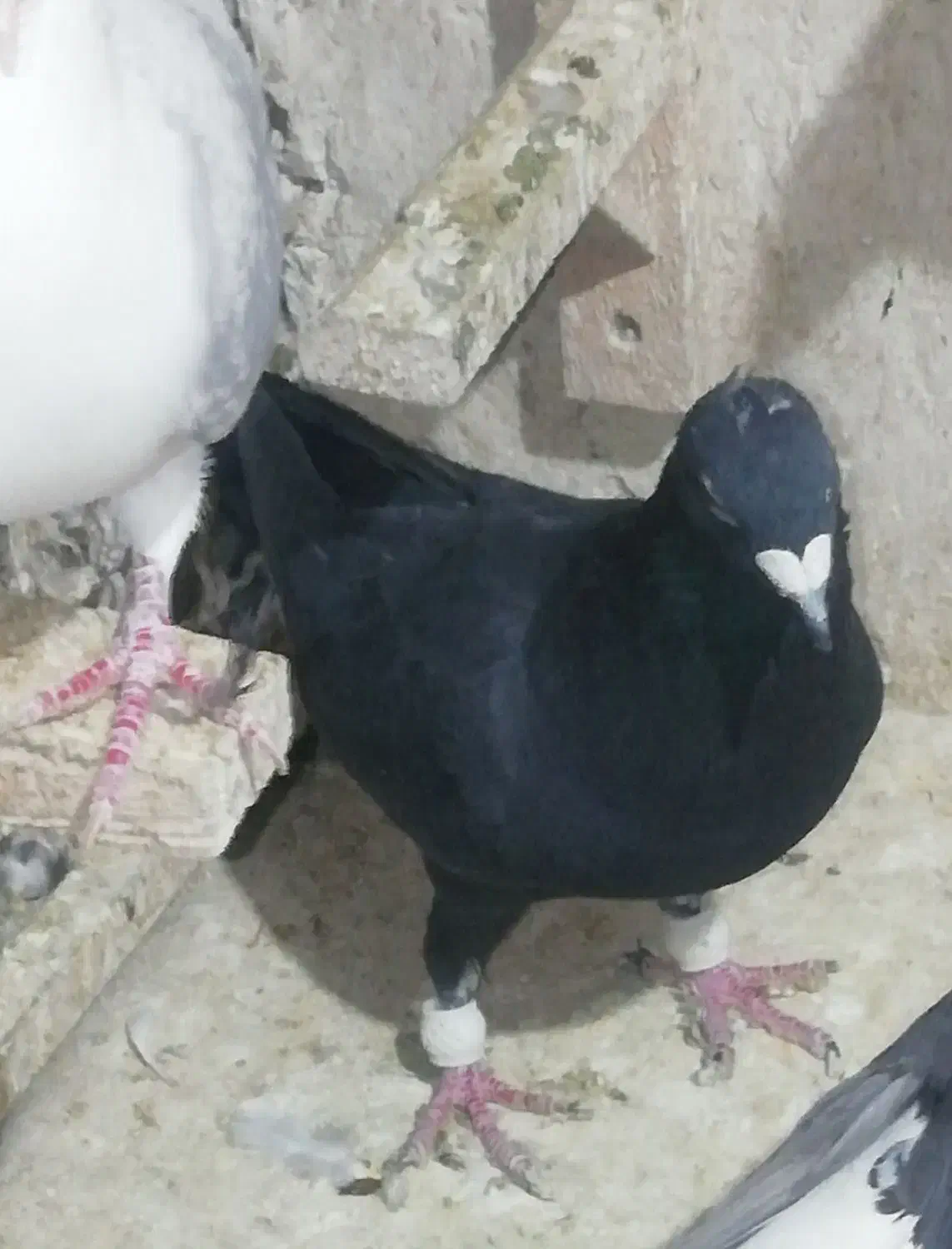 کبوتر دورگ پلاکی|پرنده|شیراز, کاراندیش|دیوار