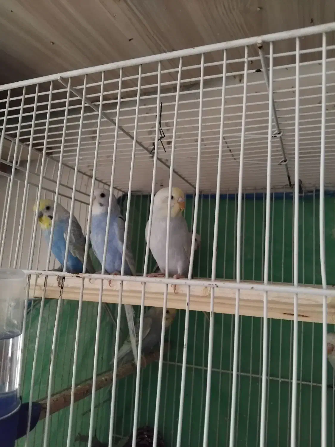 مرغ عشق اسپنگل و رنگین|پرنده|تربتحیدریه, منصوریه|دیوار