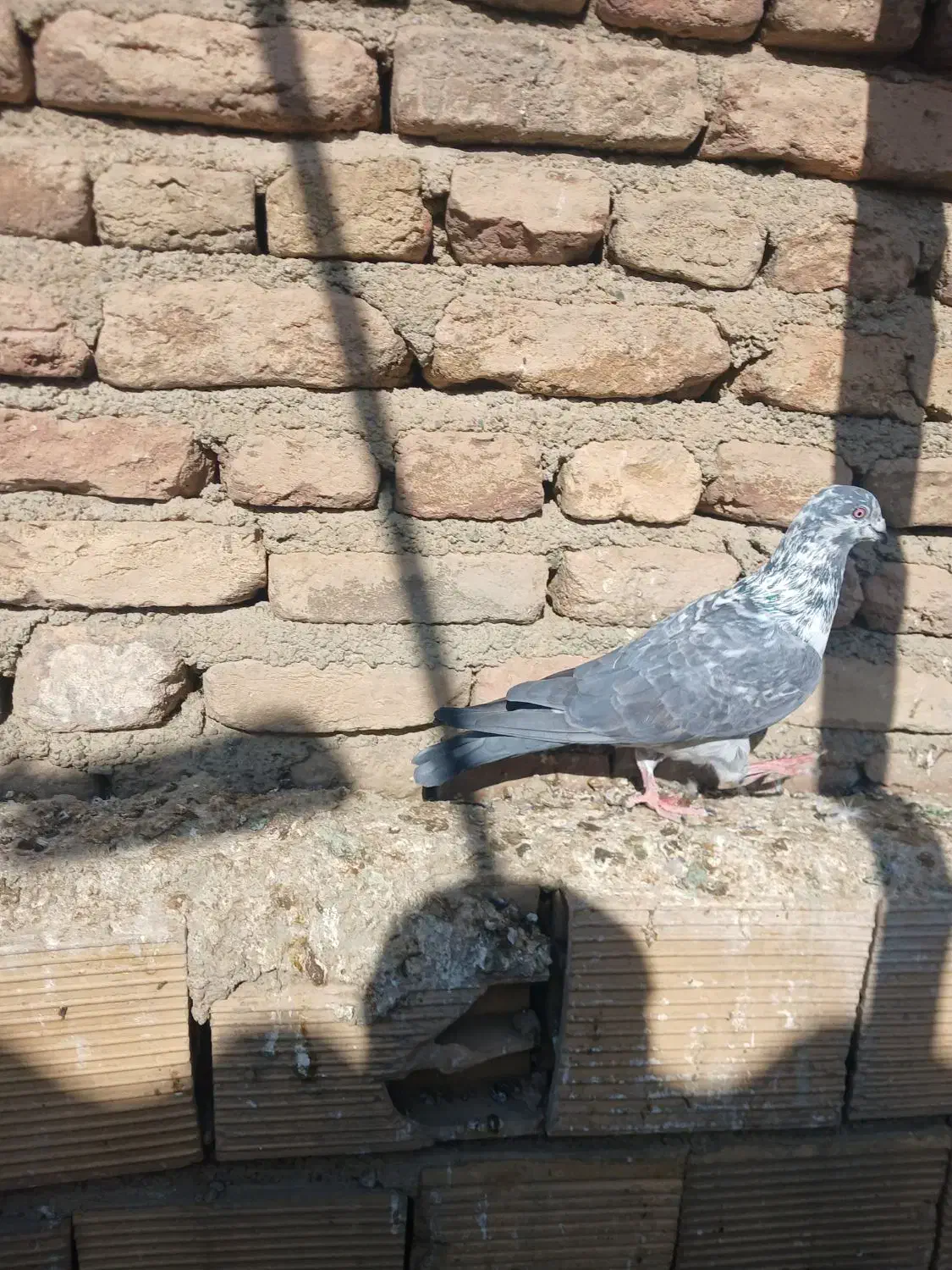 نامور|پرنده|همدان, |دیوار