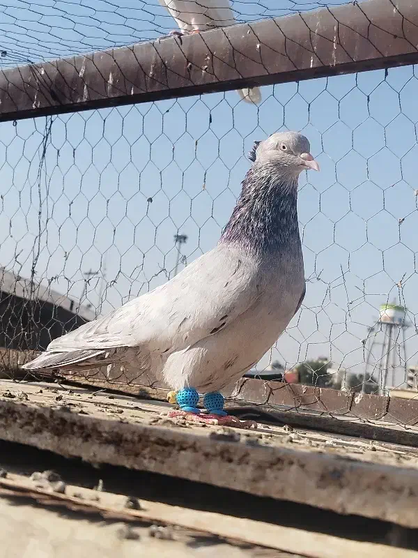 سرور الماسی کاکل|پرنده|شیراز, عادل آباد|دیوار