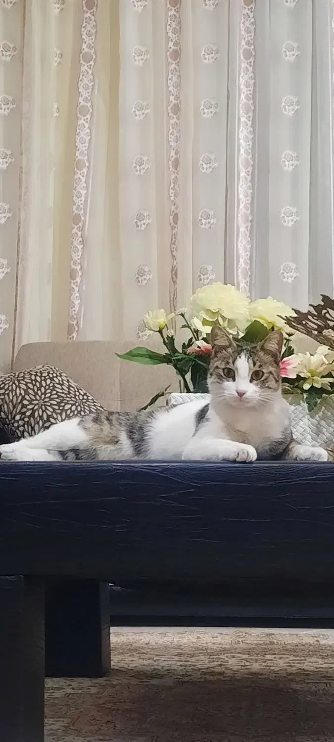 گربه گم شده|حیوانات|ارومیه, |دیوار