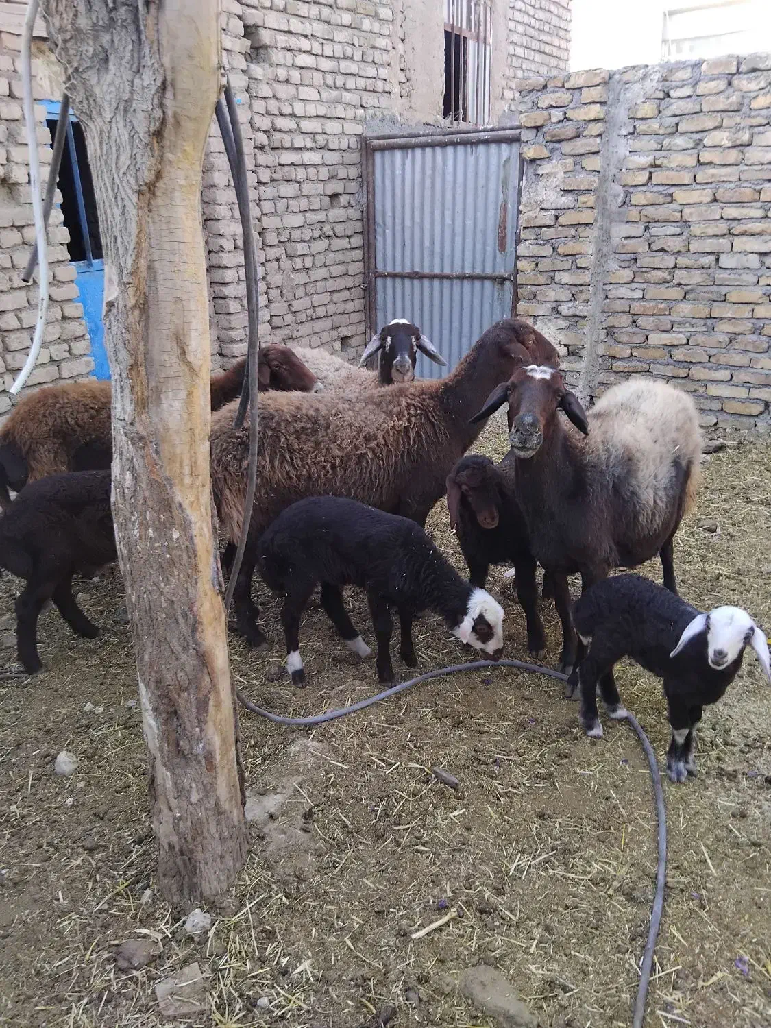 گوسفند|حیوانات مزرعه|زاوه, |دیوار