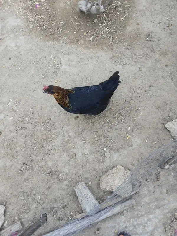 مرغ|حیوانات مزرعه|درگهان, |دیوار