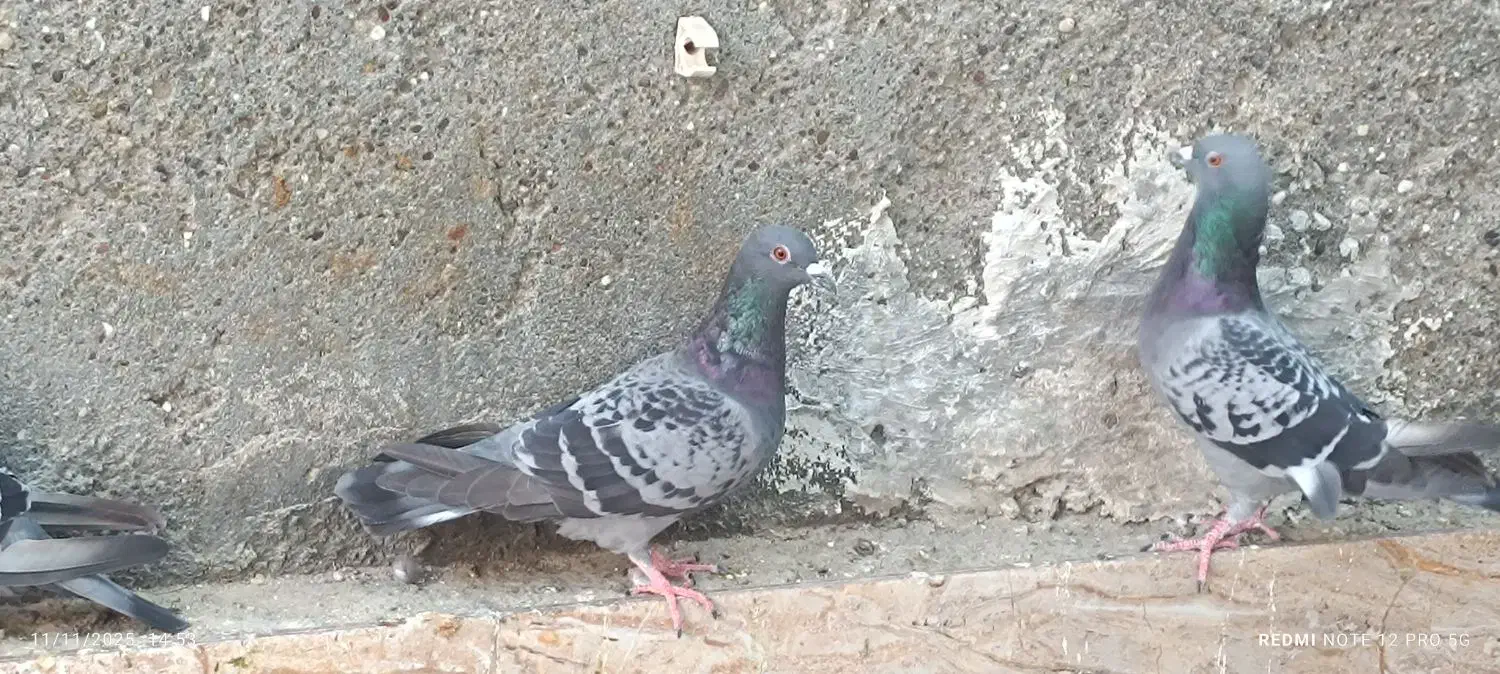 پلاکی|پرنده|میناب, |دیوار