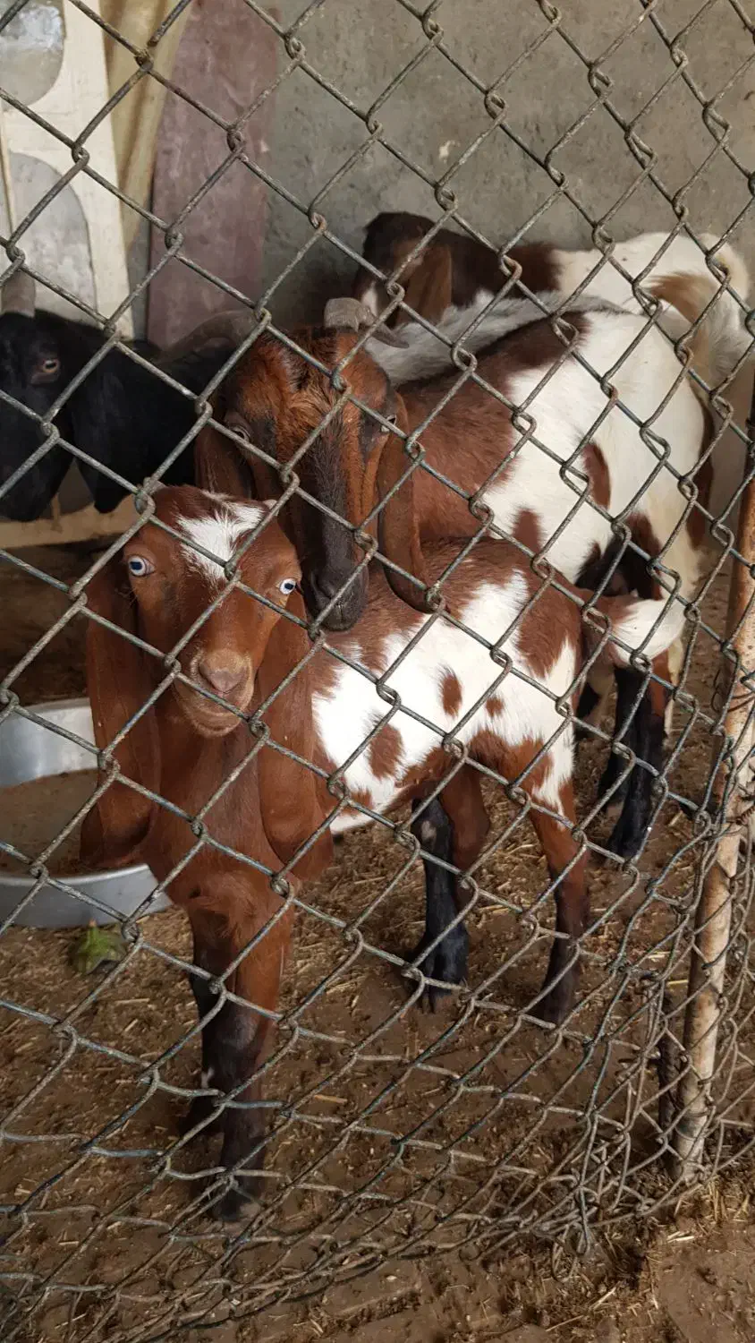 بز دورگ|حیوانات مزرعه|خورموج, |دیوار