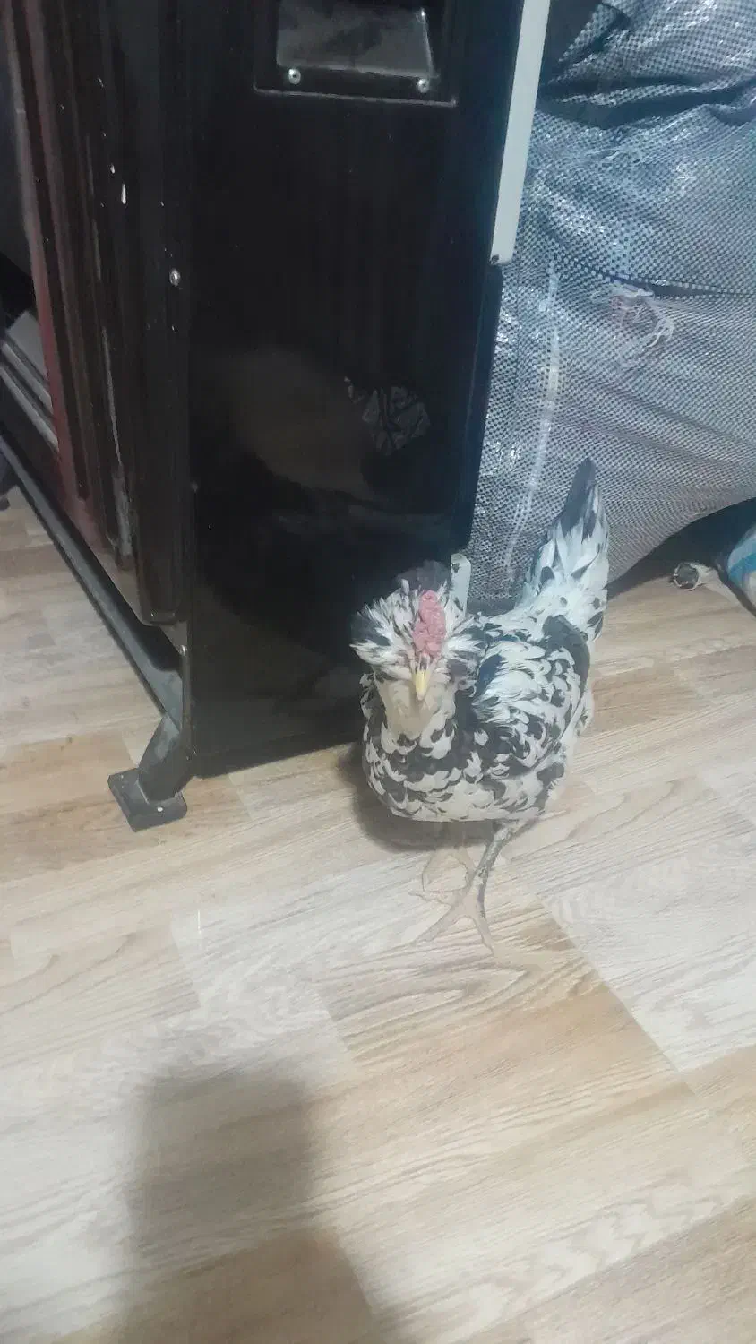 ۱دونه مرغ گلین|حیوانات مزرعه|اصفهان, شهرک کاوه|دیوار