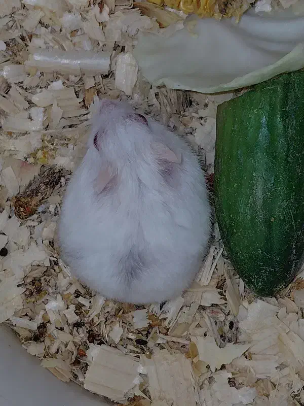 همستر|موش و خرگوش|بندر ماهشهر, |دیوار