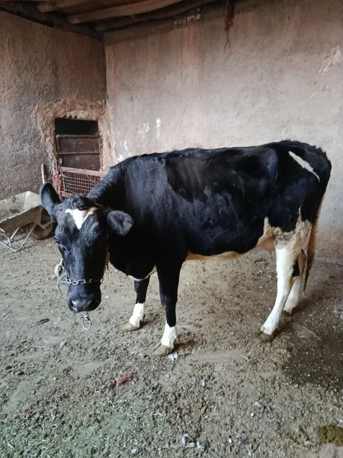 گاو|حیوانات مزرعه|خنداب, |دیوار