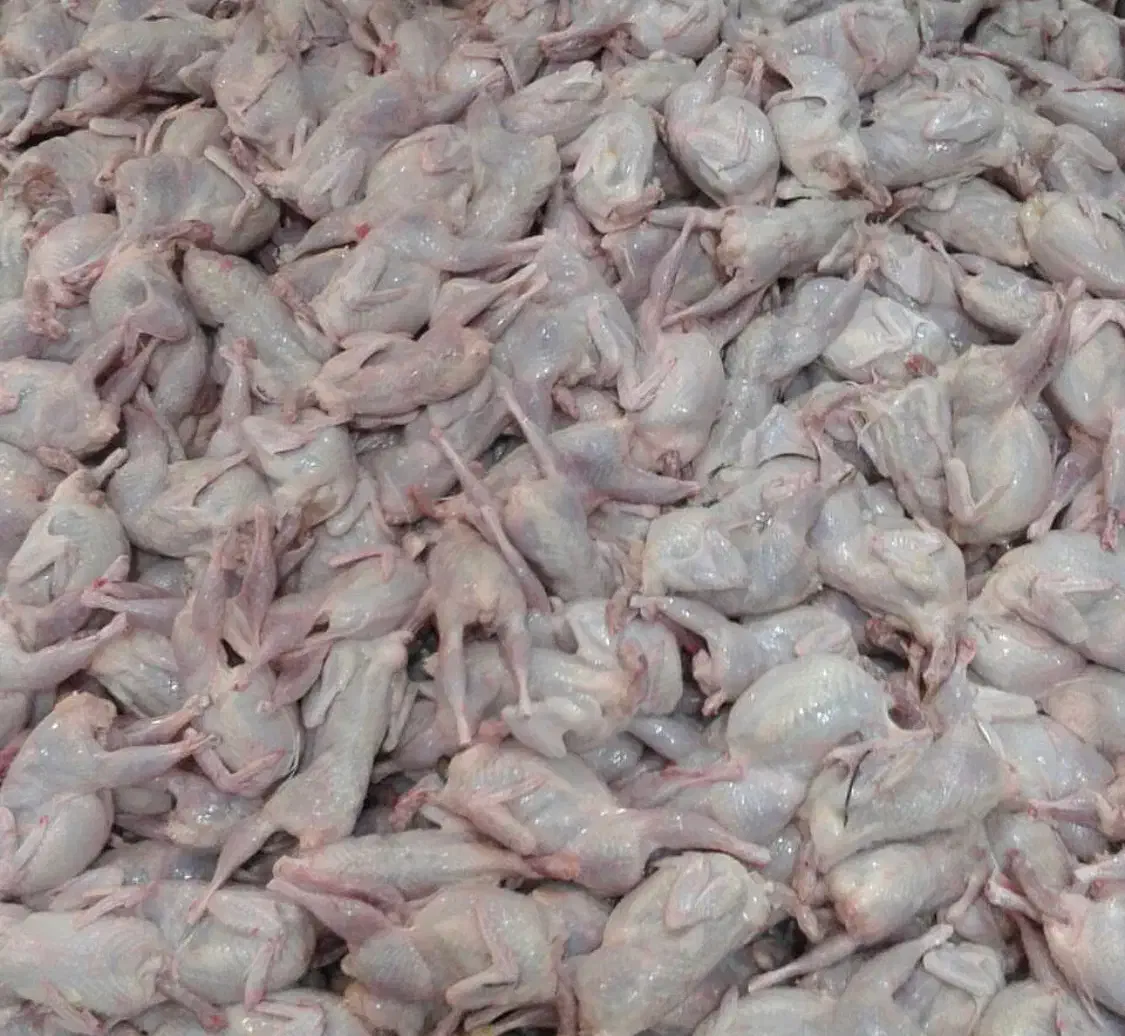 گوشت بلدرچین تازه و بهداشتی با خواص بی نظیر|خوردنی و آشامیدنی|تربت جام, کلالی|دیوار