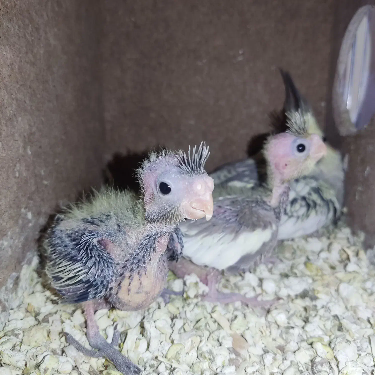 عروس هلندی با جوجه|پرنده|پیشوا, |دیوار