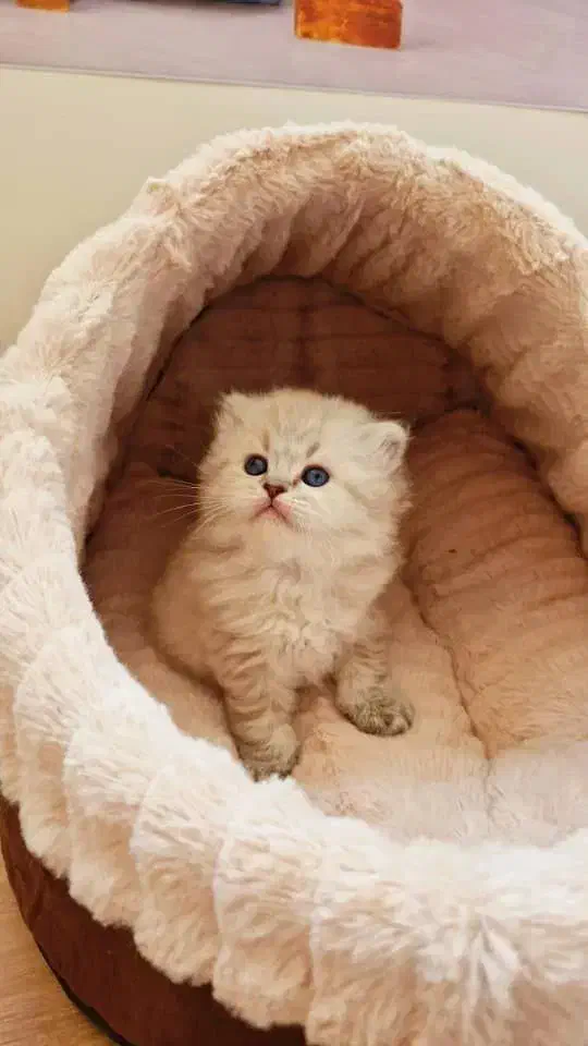 مجموعه گربه های اشرافی خاص ( پرشین بریتیش اسکاتیش)|گربه|رشت, گلسار|دیوار