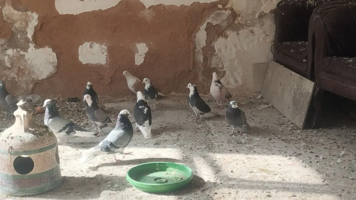 کبوتر|پرنده|فولادشهر, A1|دیوار