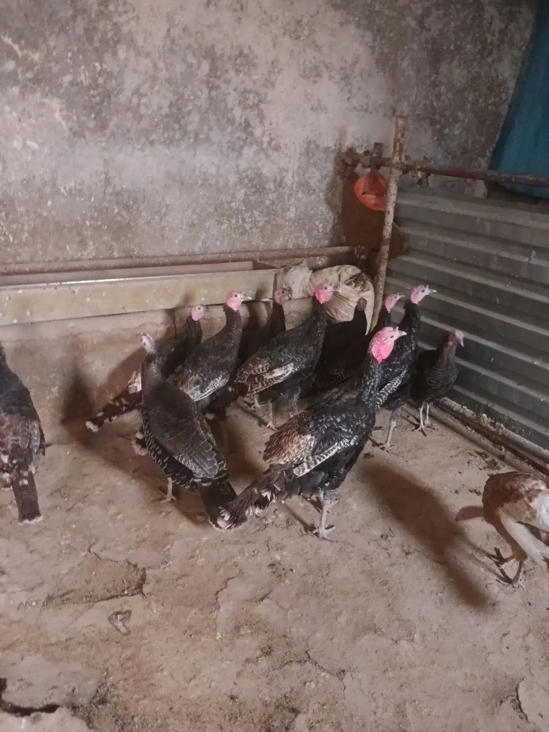 بوقلمون کوردی|حیوانات مزرعه|کامیاران, |دیوار