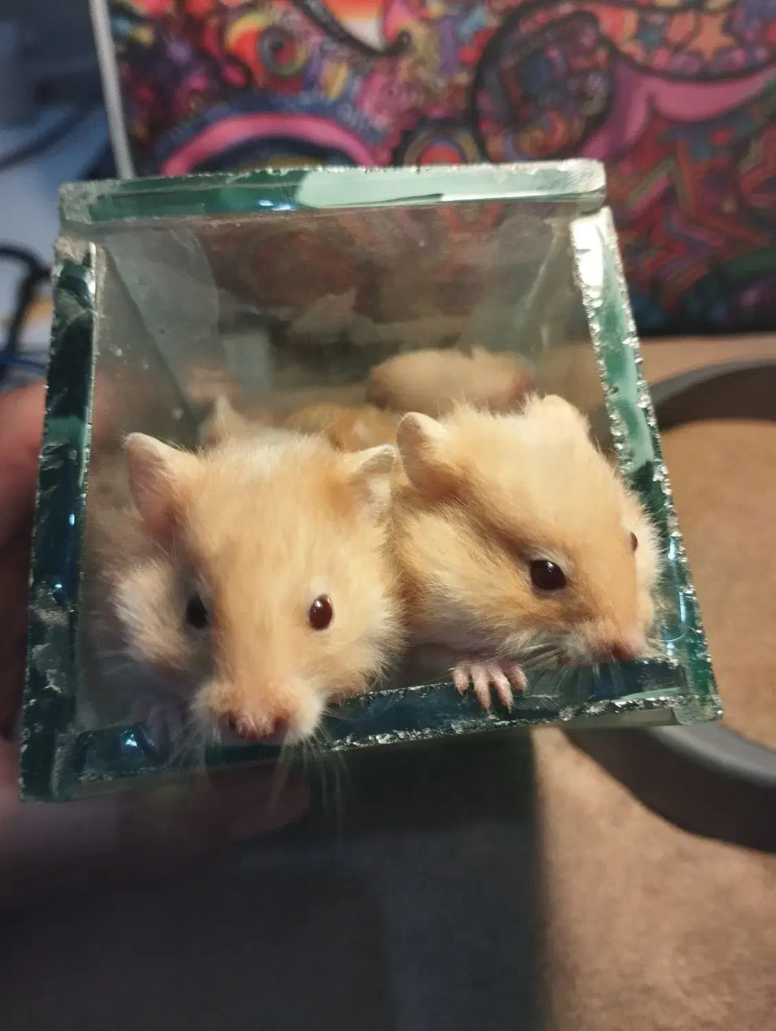 بچه همستر|موش و خرگوش|کرمانشاه, |دیوار