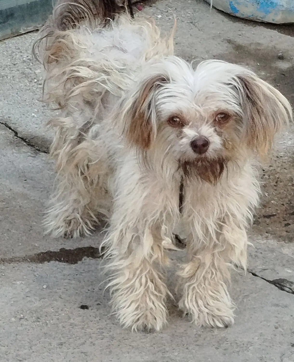 آروم و بازی گوش وباهوش|سگ|میاندوآب, |دیوار