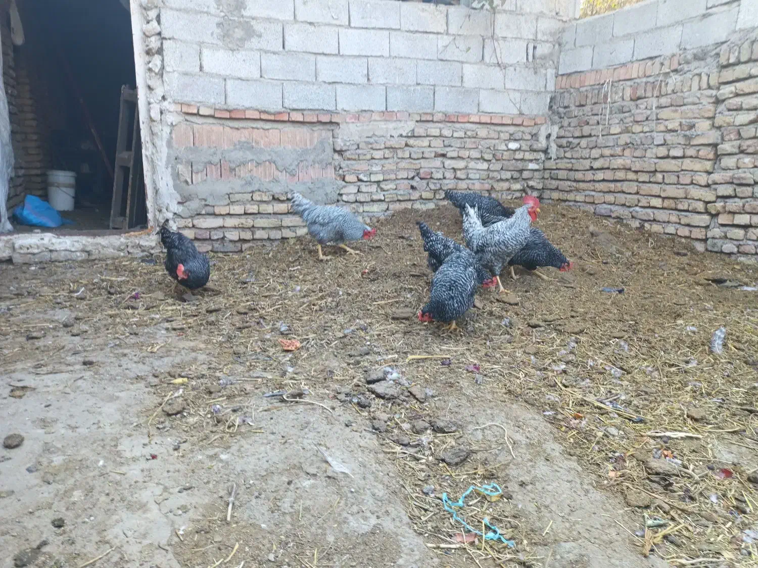 تخم نطفه دار پیلموت راک|حیوانات مزرعه|صوفیان, |دیوار