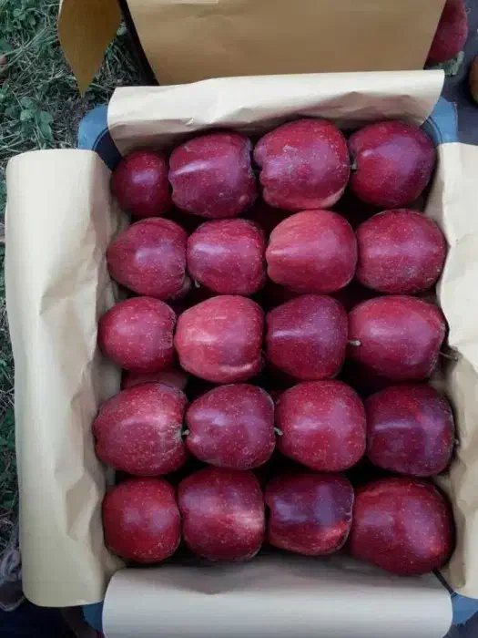 سیب قرمز درجه یک|عمده‌فروشی|بستان آباد, |دیوار