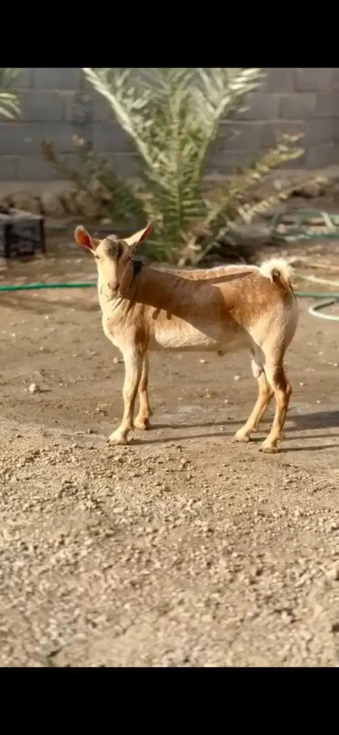 وارداتی اهوی|حیوانات مزرعه|لواسان, |دیوار