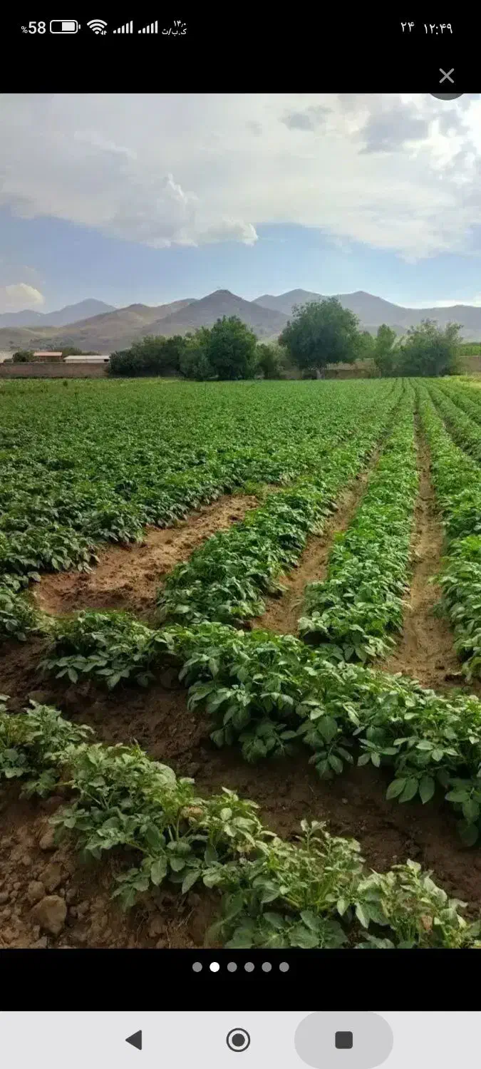 زمین کشاورزی|فروش دفتر صنعتی، کشاورزی، تجاری|همدان, |دیوار