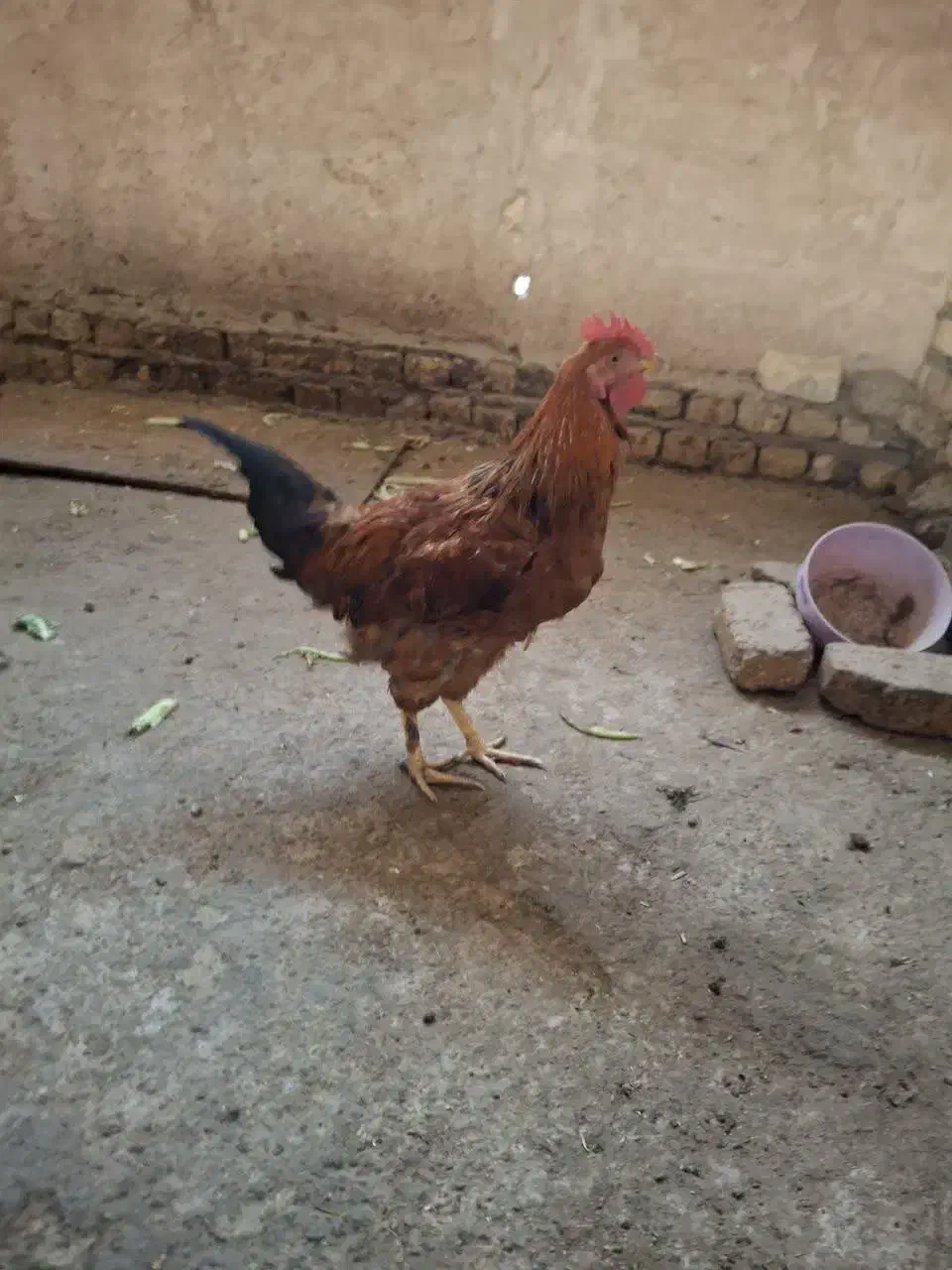 خروس جوان|حیوانات مزرعه|خمینی‌شهر, |دیوار