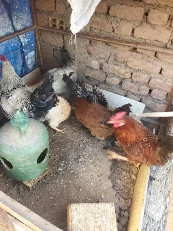 مرغ و خروس|حیوانات مزرعه|بم, |دیوار