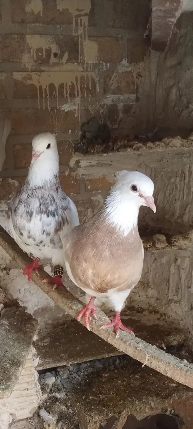 طوقی|پرنده|دهدشت, |دیوار