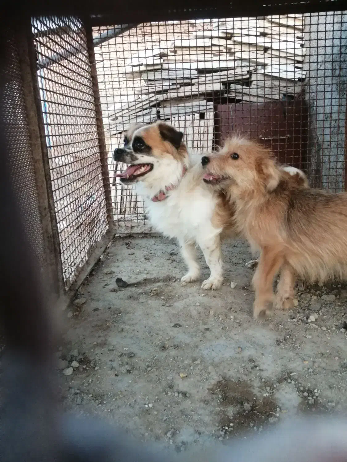 فروش یک جفت سگ پاکوتاه|سگ|میبد, |دیوار