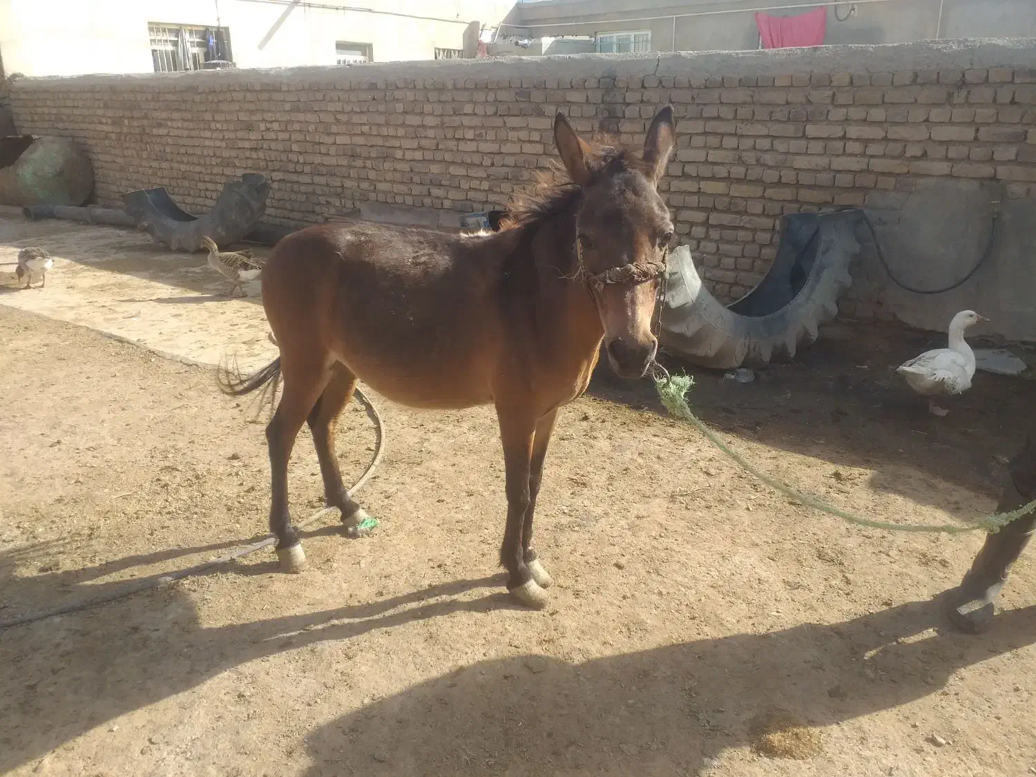 قاطر نر جوان|حیوانات مزرعه|رامند, |دیوار