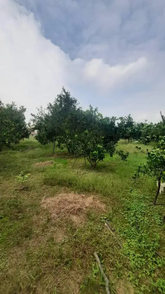 ویلا باغ ۲۰۰۰ متری /سند و جواز ساخت/یه ربع تا ساحل|فروش خانه و ویلا|سرخرود, |دیوار