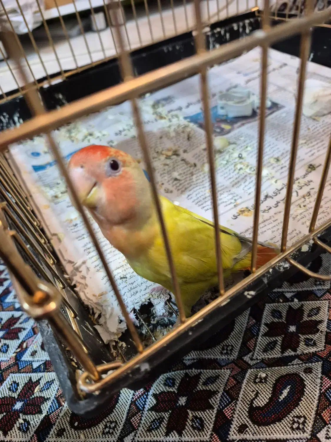 طوطی برزیلی|پرنده|ری, فیروزآبادی|دیوار