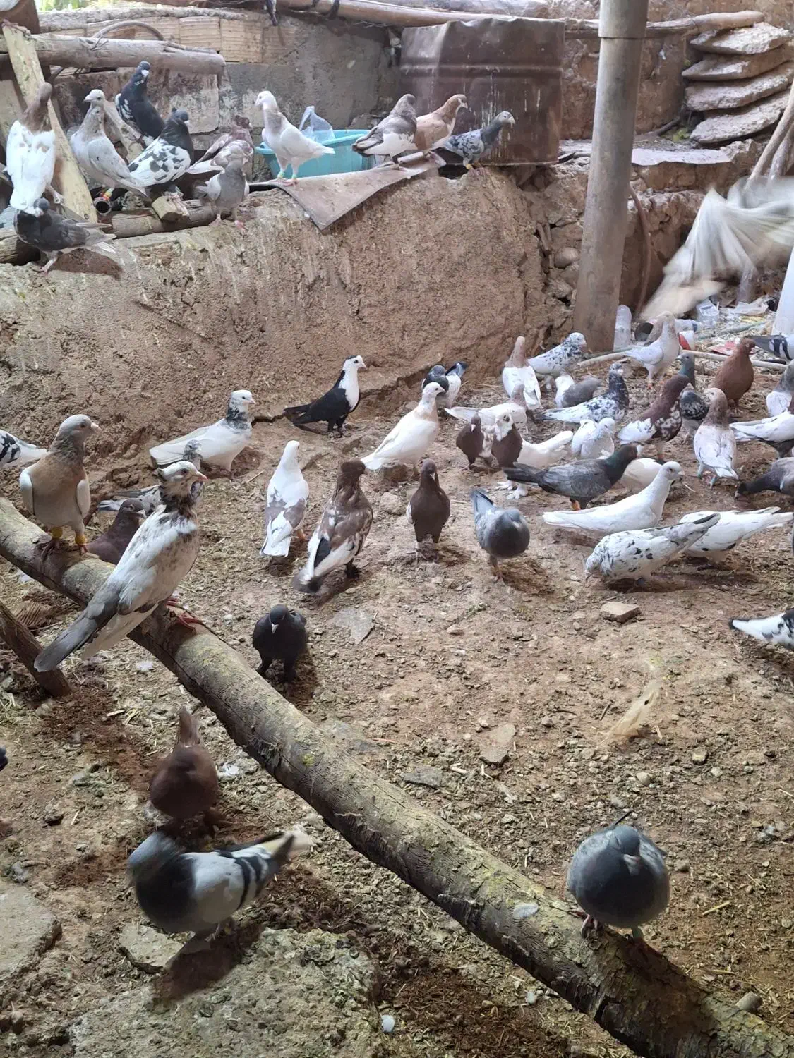 سه تا دسته کبوتر همه مدل|پرنده|شیراز, میرزاکوچک خان|دیوار