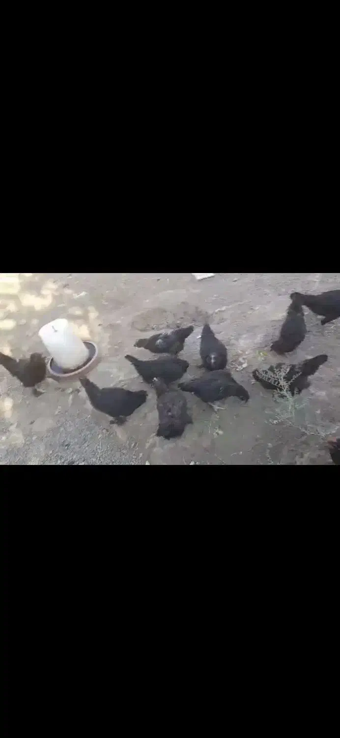 فروش تعدادی مرغ مرندی|حیوانات مزرعه|مرند, |دیوار