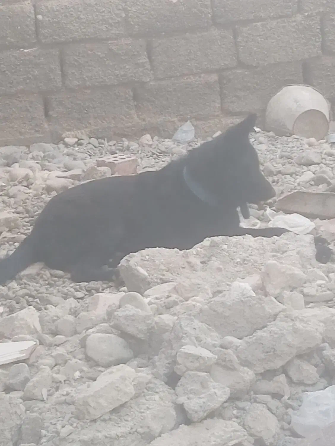 سگ فروشی|سگ|جیرفت, |دیوار