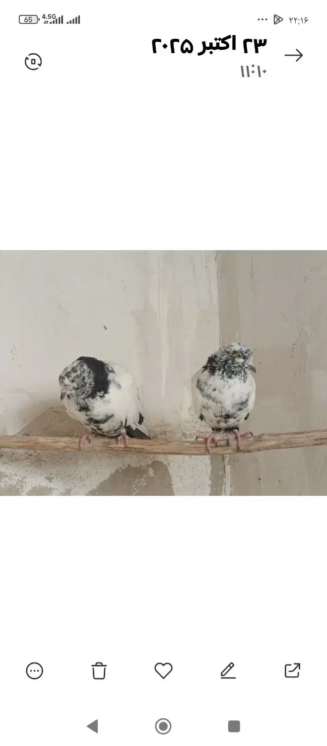 تعدادی کبوتر. سالم تکی یا باهم|پرنده|تهران, فرزانه|دیوار