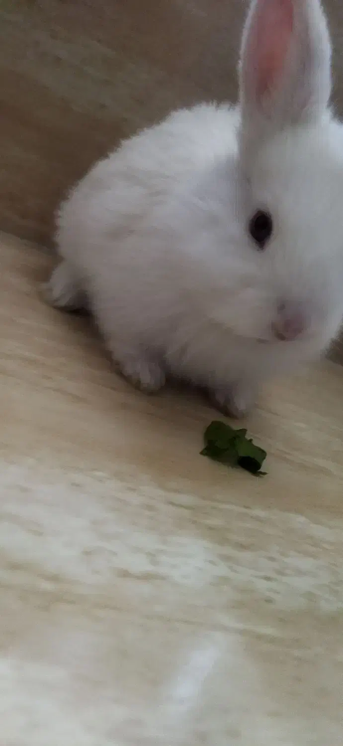 بچه خرگوش|موش و خرگوش|سنندج, |دیوار