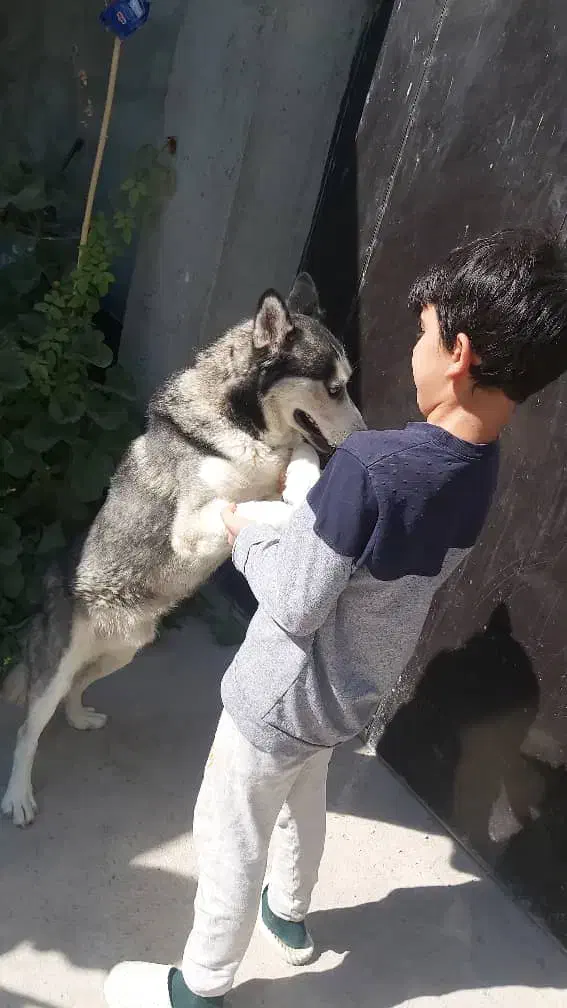 واگذاری سگ هاسکی نر|سگ|باسمنج, |دیوار