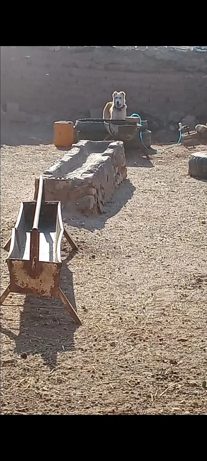 کوچ ۱۱ ماهه به گله خوبه دهن پاک|حیوانات مزرعه|گناباد, |دیوار