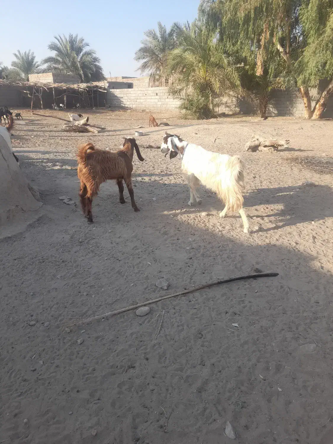 یک بز باتروشت بر آبستن هست|حیوانات مزرعه|بمپور, |دیوار