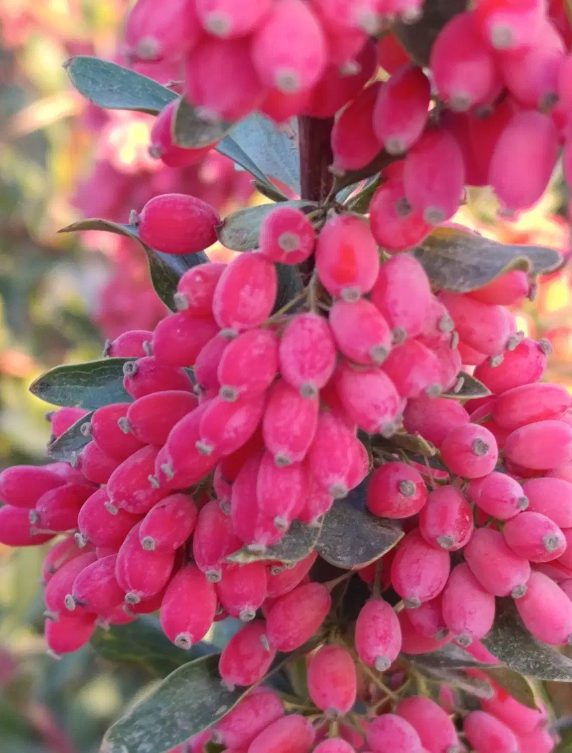 نهال زرشک بی دانه ونهال گل محمدی|خدمات باغبانی و درختکاری|بیرجند, |دیوار