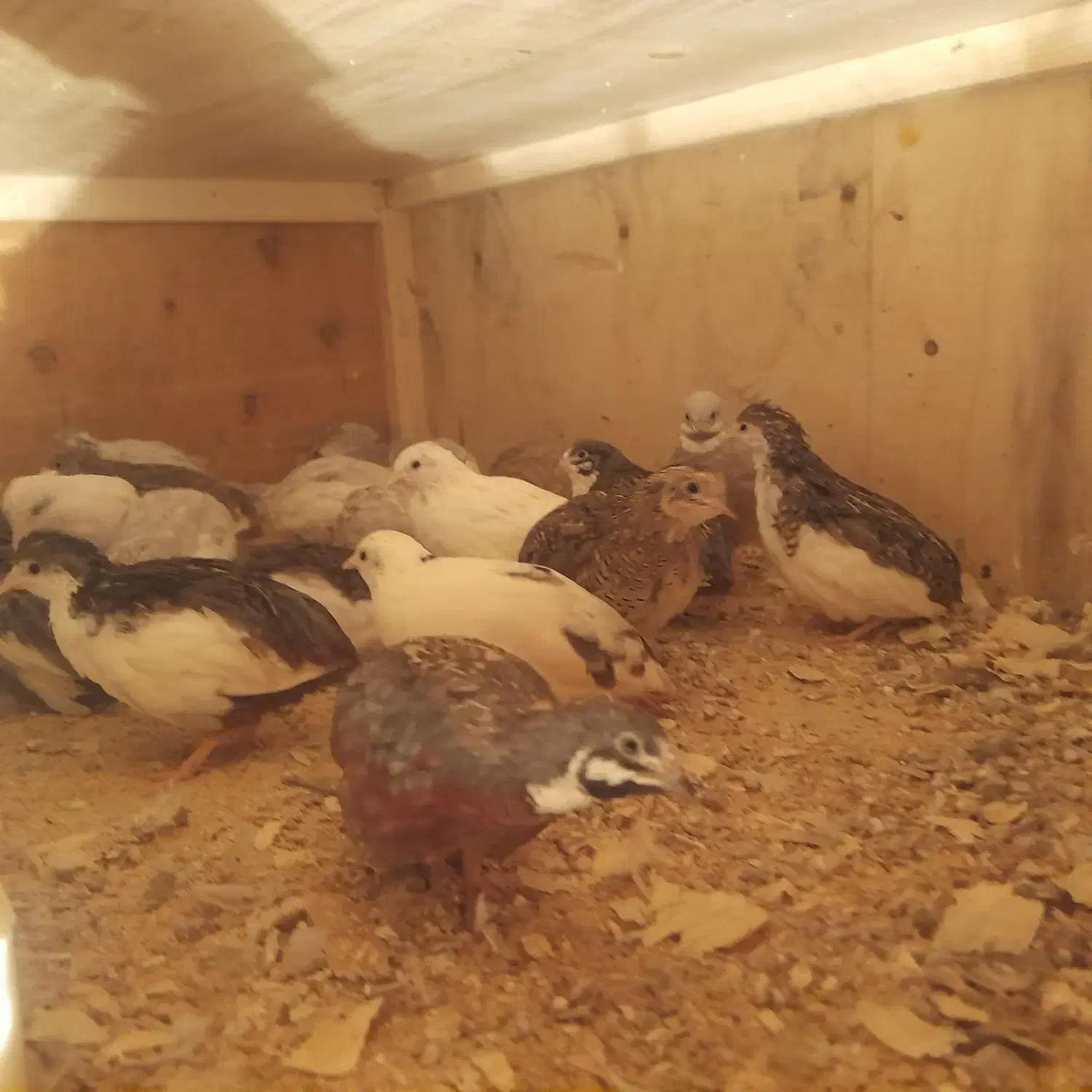 بلدرچین مینیاتوری و تخم نطفه دار|حیوانات مزرعه|کرج, شهرک سهرابیه|دیوار