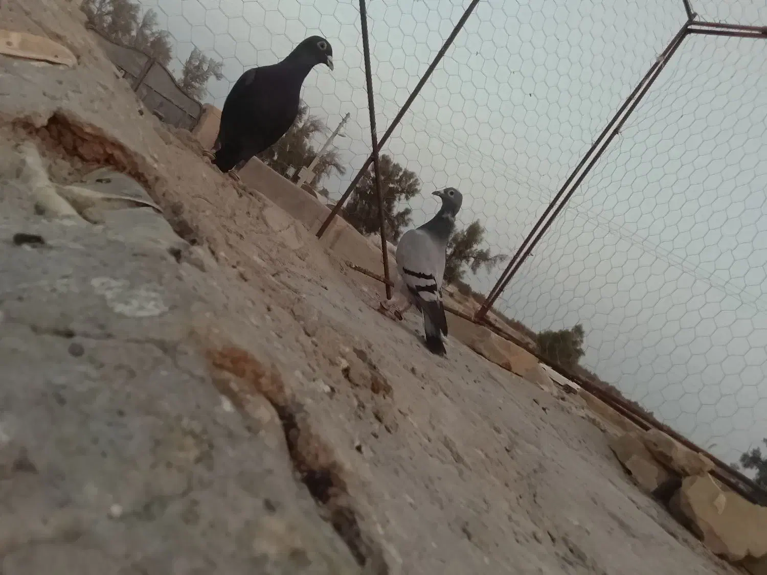 کبوتر نر|پرنده|زابل, |دیوار
