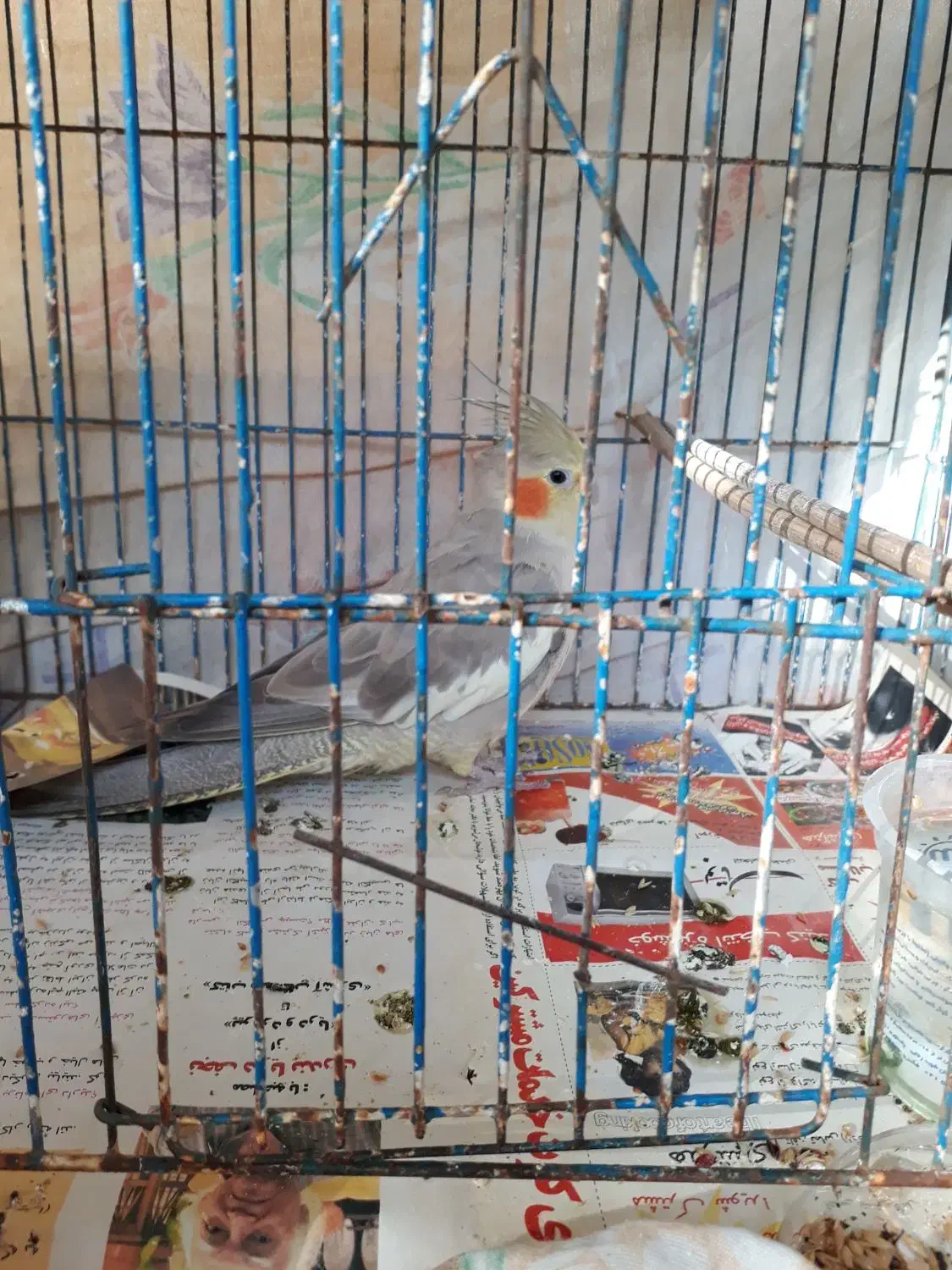 فروش طوطی عروس هلندی ماده|پرنده|رشت, حمیدیان|دیوار