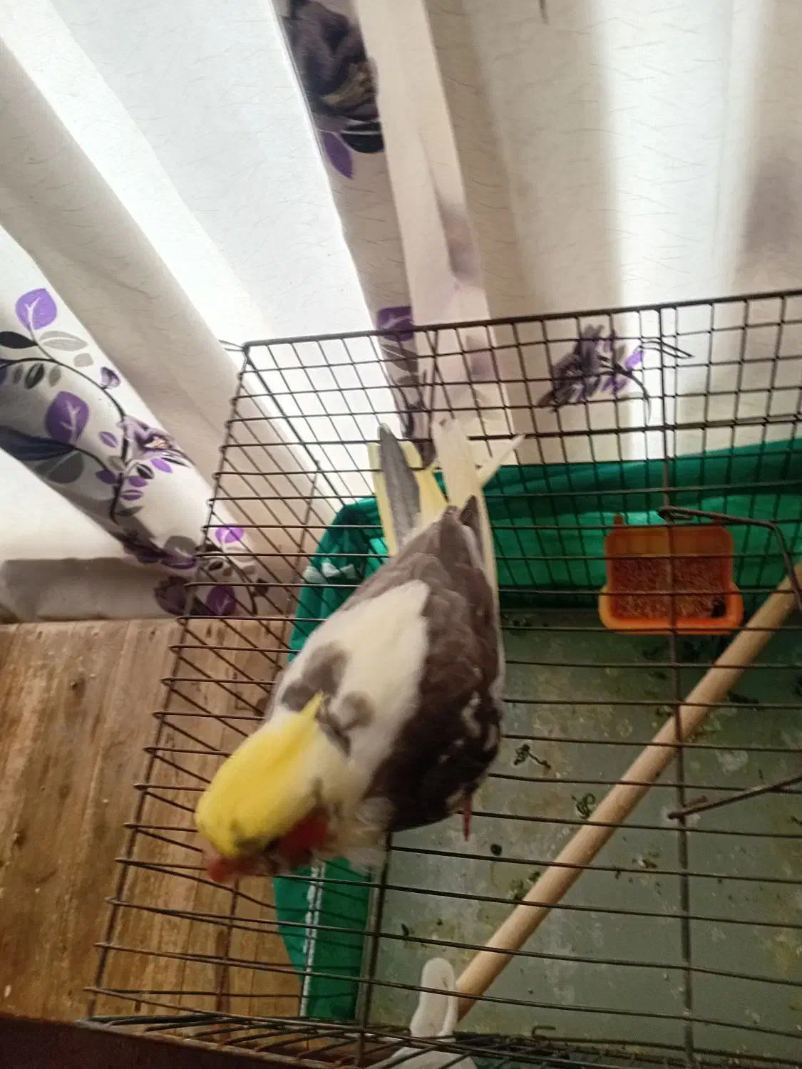 عروس هلندی|پرنده|قم, شهر قائم|دیوار