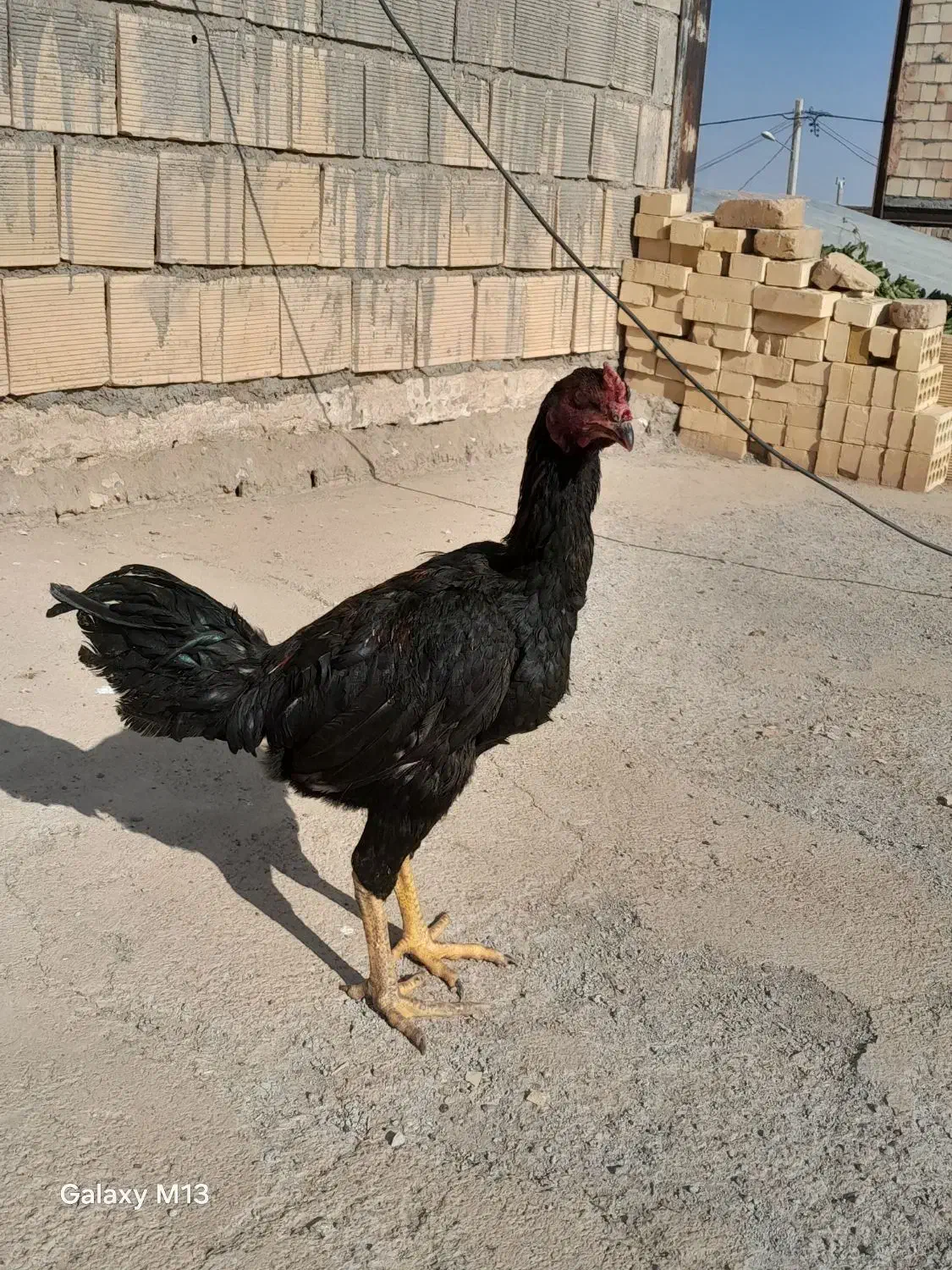 یک عدد جوجه شش ماهه خروس|حیوانات مزرعه|عطاملک, |دیوار