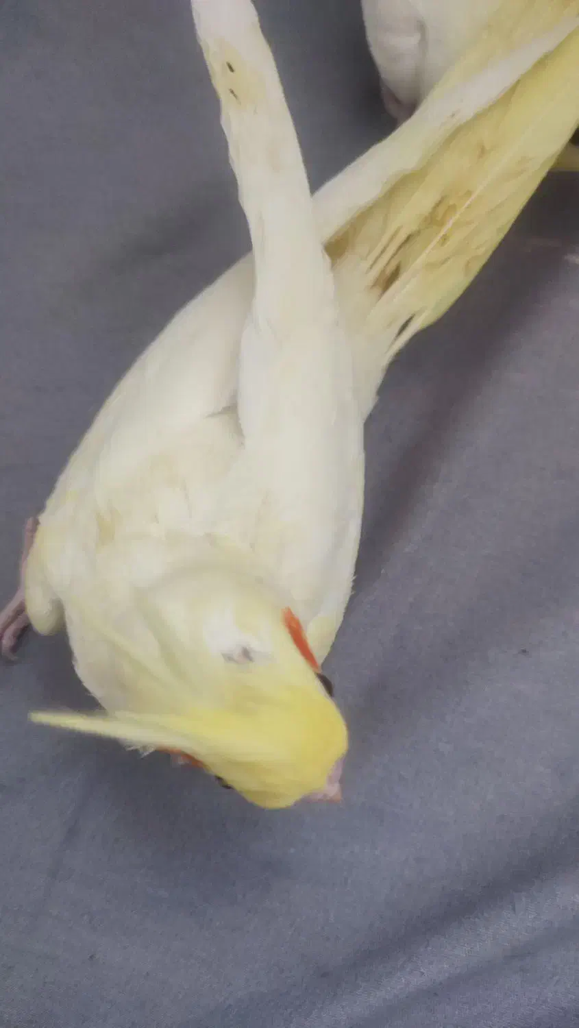 جوجه عروس و جفت مولد|پرنده|تهران, هلال احمر|دیوار